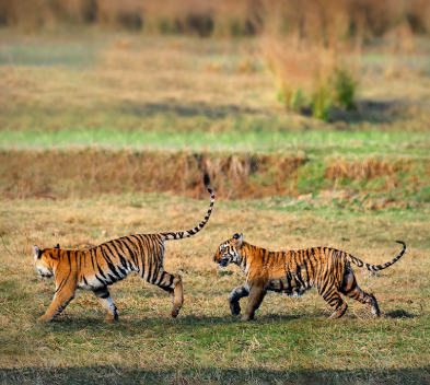 mytadoba005