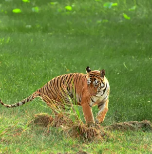 NIT7990 Recovered.png