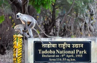 mytadoba052 1